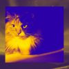 Download track Simple Ambience For Cute Kitten