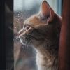 Download track Gentle Notes For Purring Moments