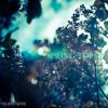 Download track Sunset