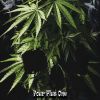 Download track Bird Of Pray