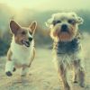 Download track Successful Music For Dogs