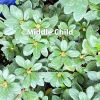 Download track Middle Child