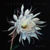 Download track Exploding Star
