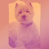 Download track Sumptuous Jazz Trio - Vibe For Well Behaved Dogs