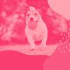 Download track Extraordinary Bossa - Vibe For Sleepy Pups