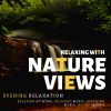 Download track Birds In Tree Leaves (Original Mix)