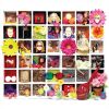 Download track The Girl I Knew Somewhere