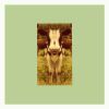 Download track Mr Shelter