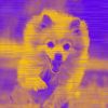 Download track Swanky Moods For Dogs At Home Alone