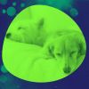 Download track Distinguished Backdrops For Sleepy Pups