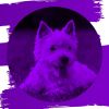 Download track Thrilling Ambiance For Dogs At Home Alone