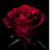 Download track Close To You