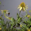 Download track Katydid