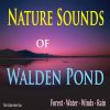 Download track Winds Through The Trees Above Walden Woods