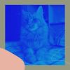 Download track Mind-Blowing Backdrops For Friendly Cats