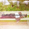 Download track Beautiful Dreaming