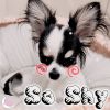 Download track So Shy