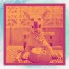Download track Friendly Separation Anxiety