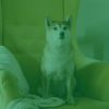 Download track Sultry Backdrops For Cute Dogs