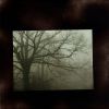 Download track The Trees
