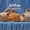 Download track Pets' Tune To Relax