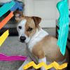 Download track Spacious Moods For Doggy Rest