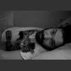 Download track Olsun