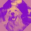 Download track Delightful Relaxing Your Dog