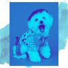 Download track Tremendous Backdrops For Relaxing Your Dog