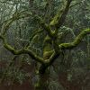 Download track Ancient Machine Http: / / Notonlylossless. Blogs. Sapo. Pt /