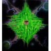 Download track Terraform