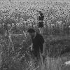 Download track America's Most Wanted Mark Kozelek And John Dillinger