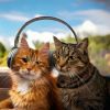 Download track Subtle Purring Cadence