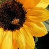 Download track For Django