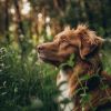 Download track Canine Calming Frequencies