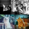 Download track Simple (Music)