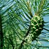 Download track Waltz Among The Pines