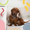 Download track Simple Moods For Doggy Rest