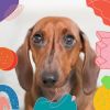 Download track Spacious Moods For Doggy Rest