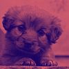 Download track Breathtaking Keeping Your Dog Happy