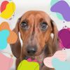 Download track Background For Restless Puppies