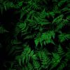 Download track Arca