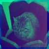 Download track Glorious Ambience For Comfy Cats