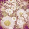 Download track A Dream In A Summer Night