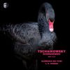 Download track Schwanensee, Act I, Pas D'action: Andantino Quasi Moderato - Allegro