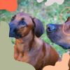 Download track Simple Ambience For Doggy Daycares