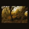Download track Fallen Trees, Pt. V: Not Forgotten