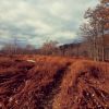 Download track Going Down The Road (Feelin' Bad)