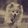 Download track Swanky Ambience For Doggy Wellness