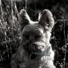 Download track Spectacular Quiet Dogs